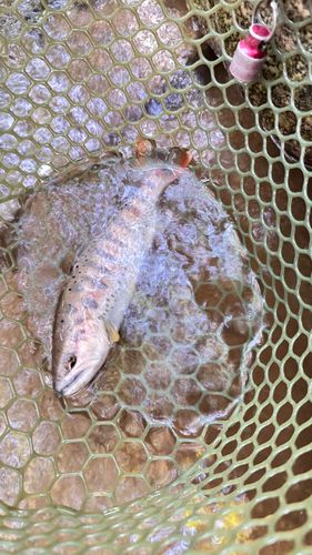 アマゴの釣果