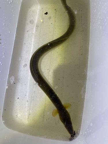小名木川