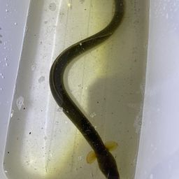 ウナギ