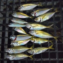 アジ