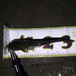 ナマズ