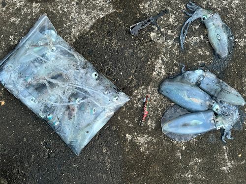 アオリイカの釣果