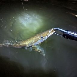 カマス
