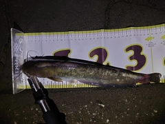 ナマズの釣果