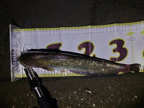ナマズの釣果