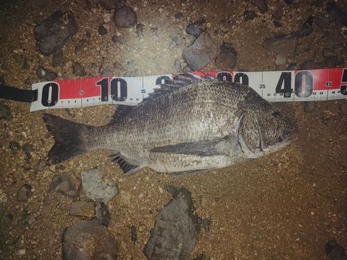 チヌの釣果