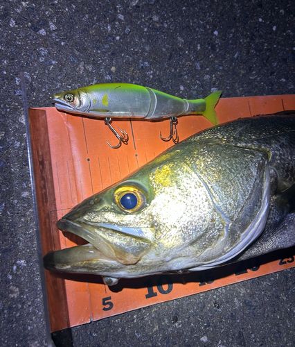 スズキの釣果