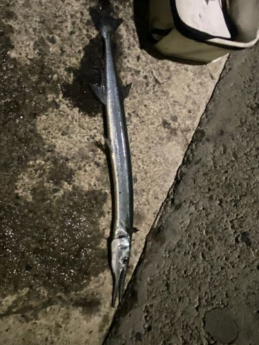 ダツの釣果