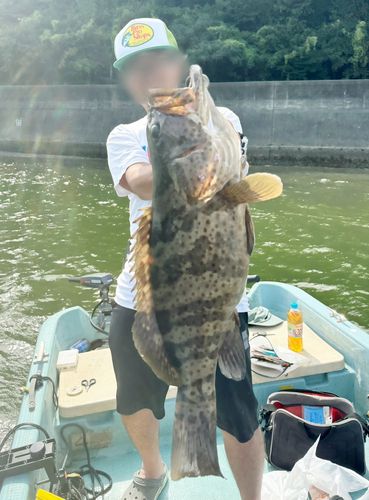 チャイロマルハタの釣果