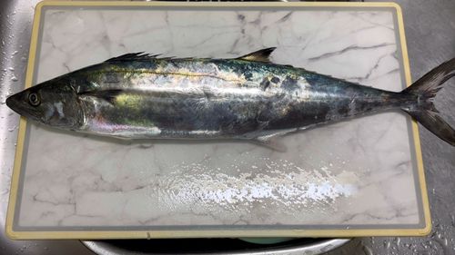 伊勢湾湾奥