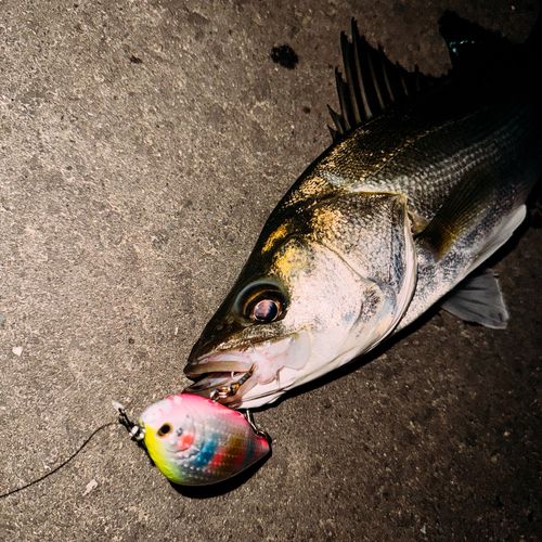 シーバスの釣果