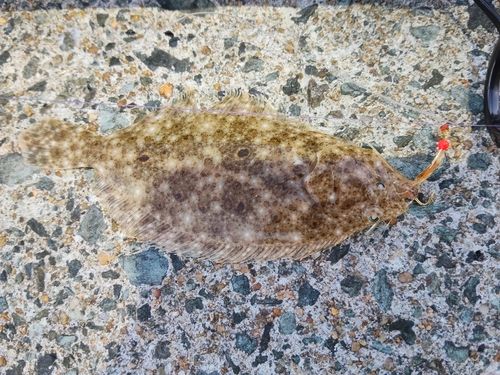 ヒラメの釣果