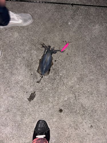 イカの釣果