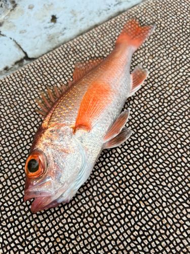 アカムツの釣果