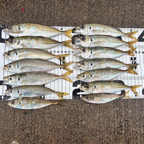 アジの釣果