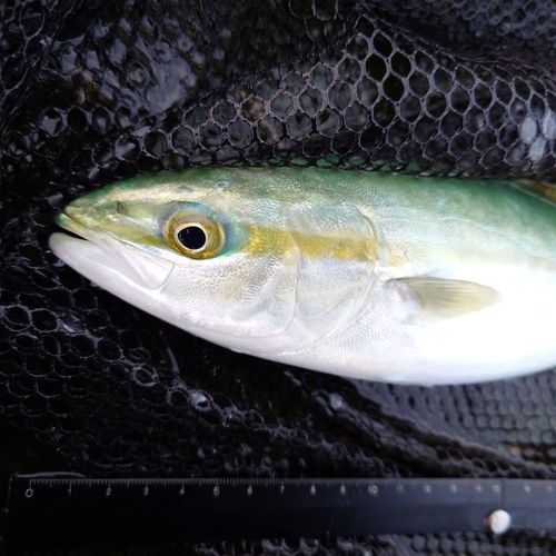 ツバイソの釣果