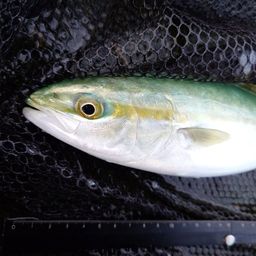 ツバイソ