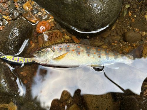 アマゴの釣果