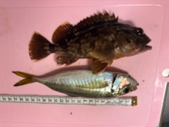マアジの釣果