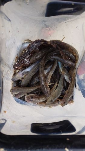 ハゼの釣果