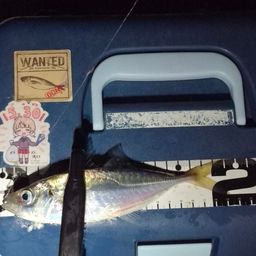 アジ