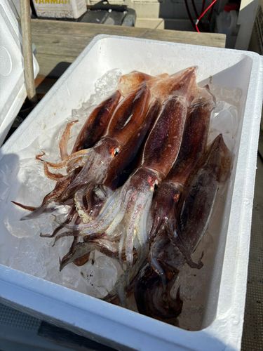 スルメイカの釣果