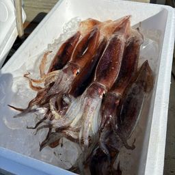 スルメイカ