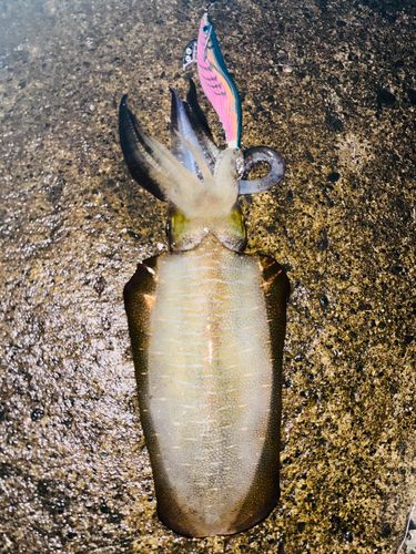 アオリイカの釣果