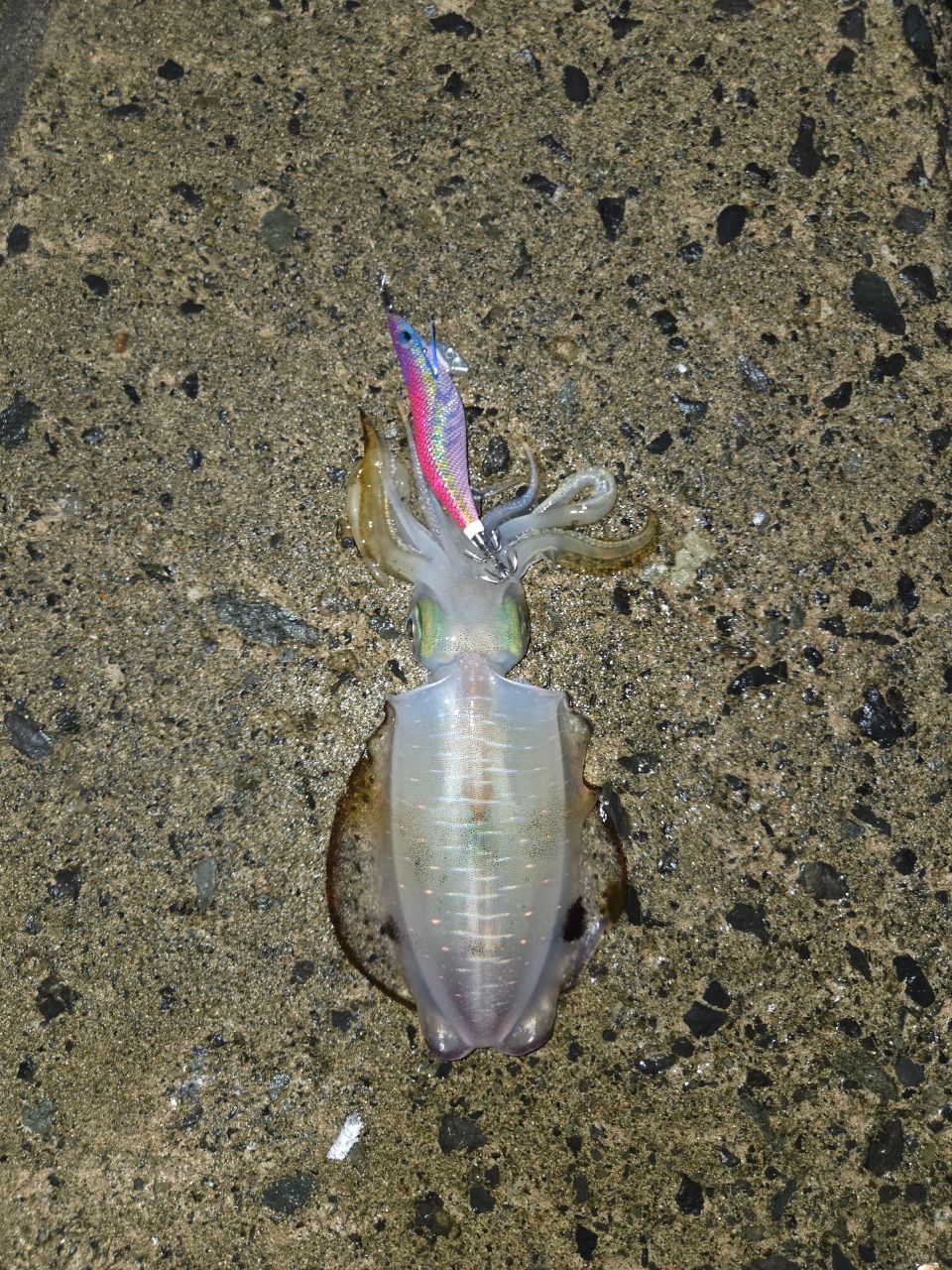 アオリイカ