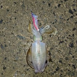 アオリイカ