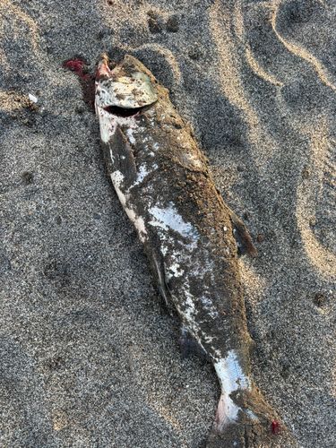 アキアジの釣果