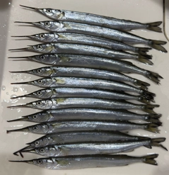 サヨリの釣果