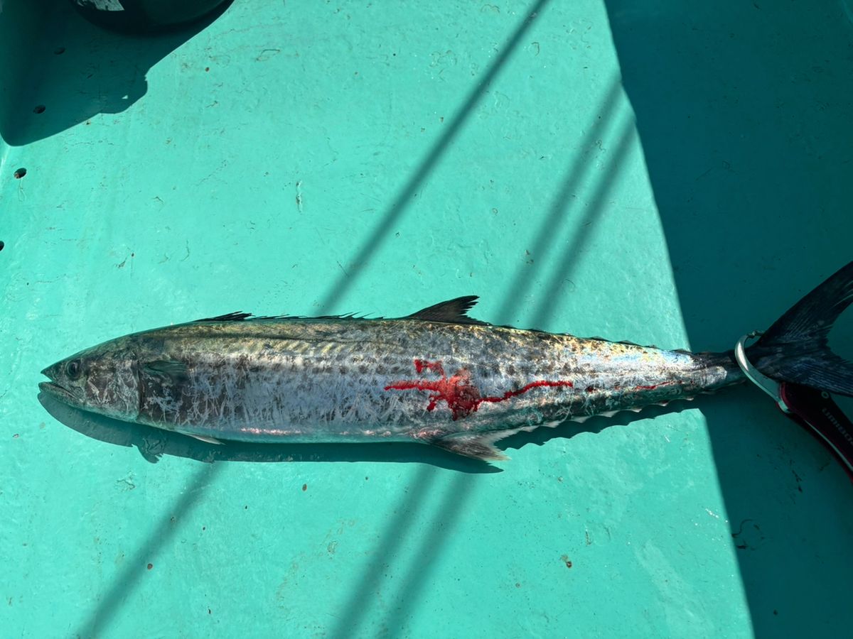 小心者の釣り師さんの釣果 3枚目の画像
