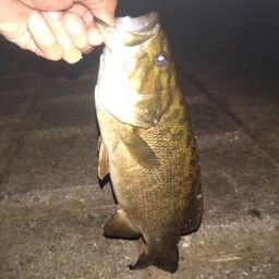 スモールマウスバス