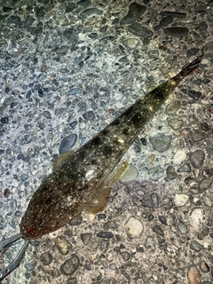 マゴチの釣果
