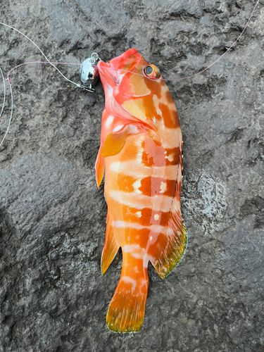 西伊豆