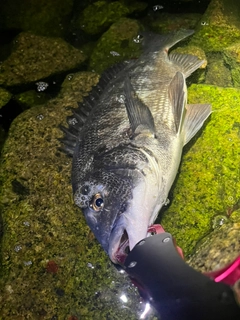 チヌの釣果