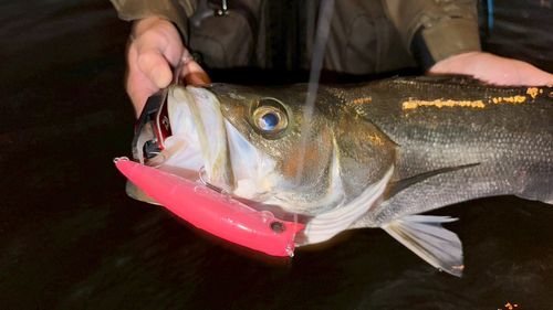 シーバスの釣果