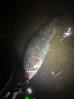 スズキの釣果