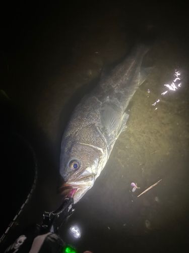 スズキの釣果