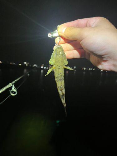 ハゼの釣果