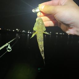 ハゼ