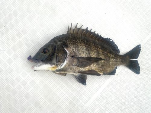 大阪湾