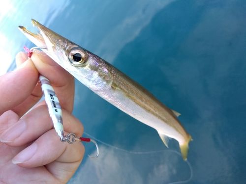 カマスの釣果