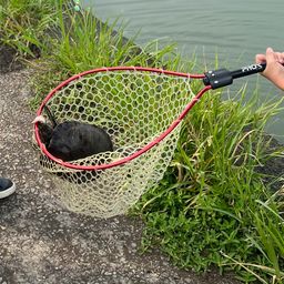 アメリカナマズ