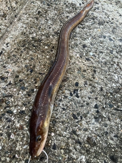 アナゴの釣果