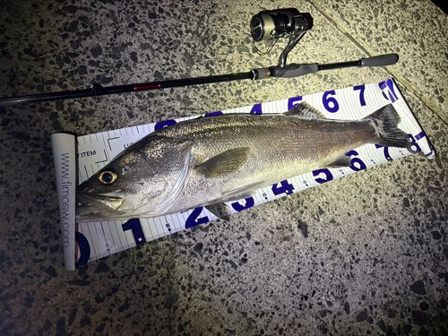 スズキの釣果