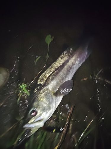 スズキの釣果