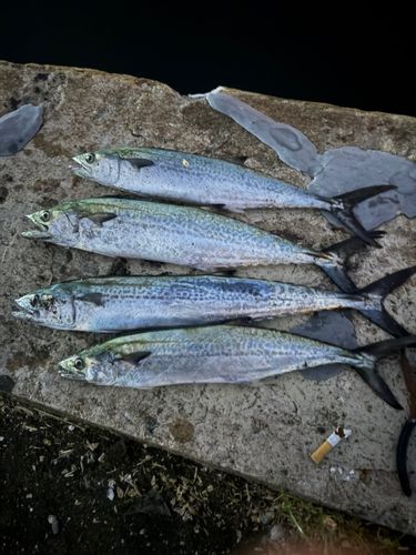 サゴシの釣果