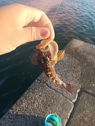 ガシラの釣果